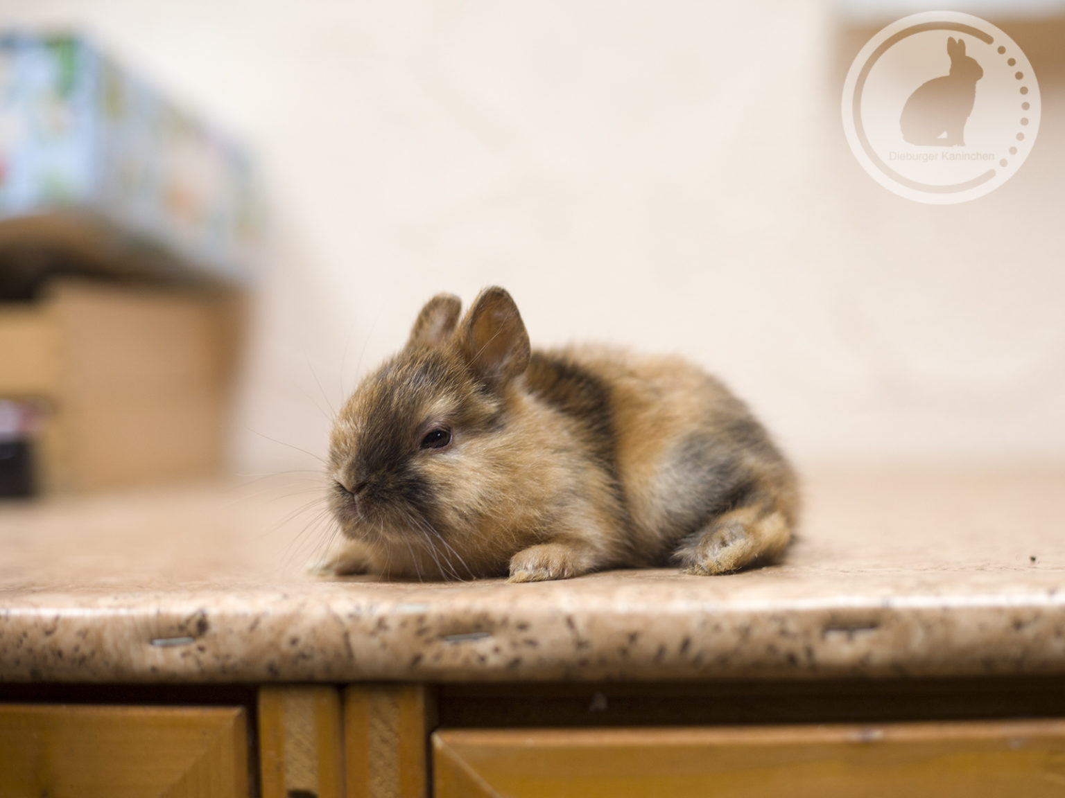 ZwergSatin Dieburger Kaninchen